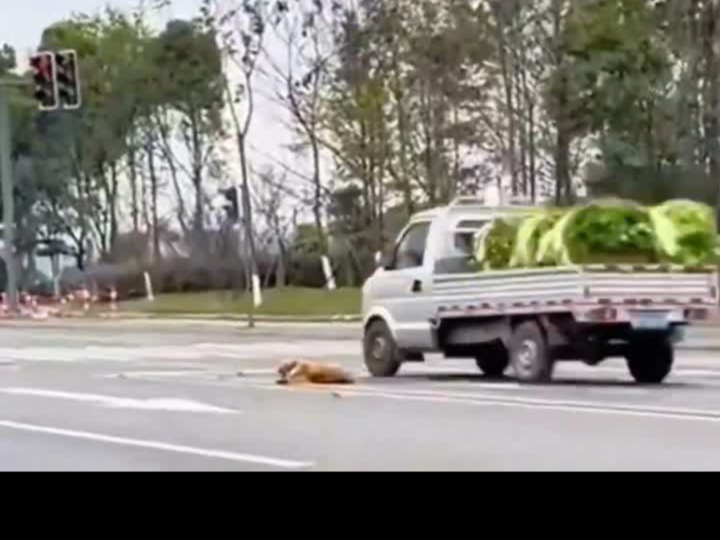 Chained and Left to Die: Injured Dog Cries for Help on Busy Road Until One Stranger Changes Everything