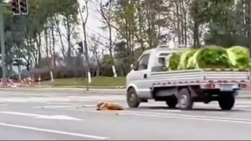 Chained and Left to Die: Injured Dog Cries for Help on Busy Road Until One Stranger Changes Everything