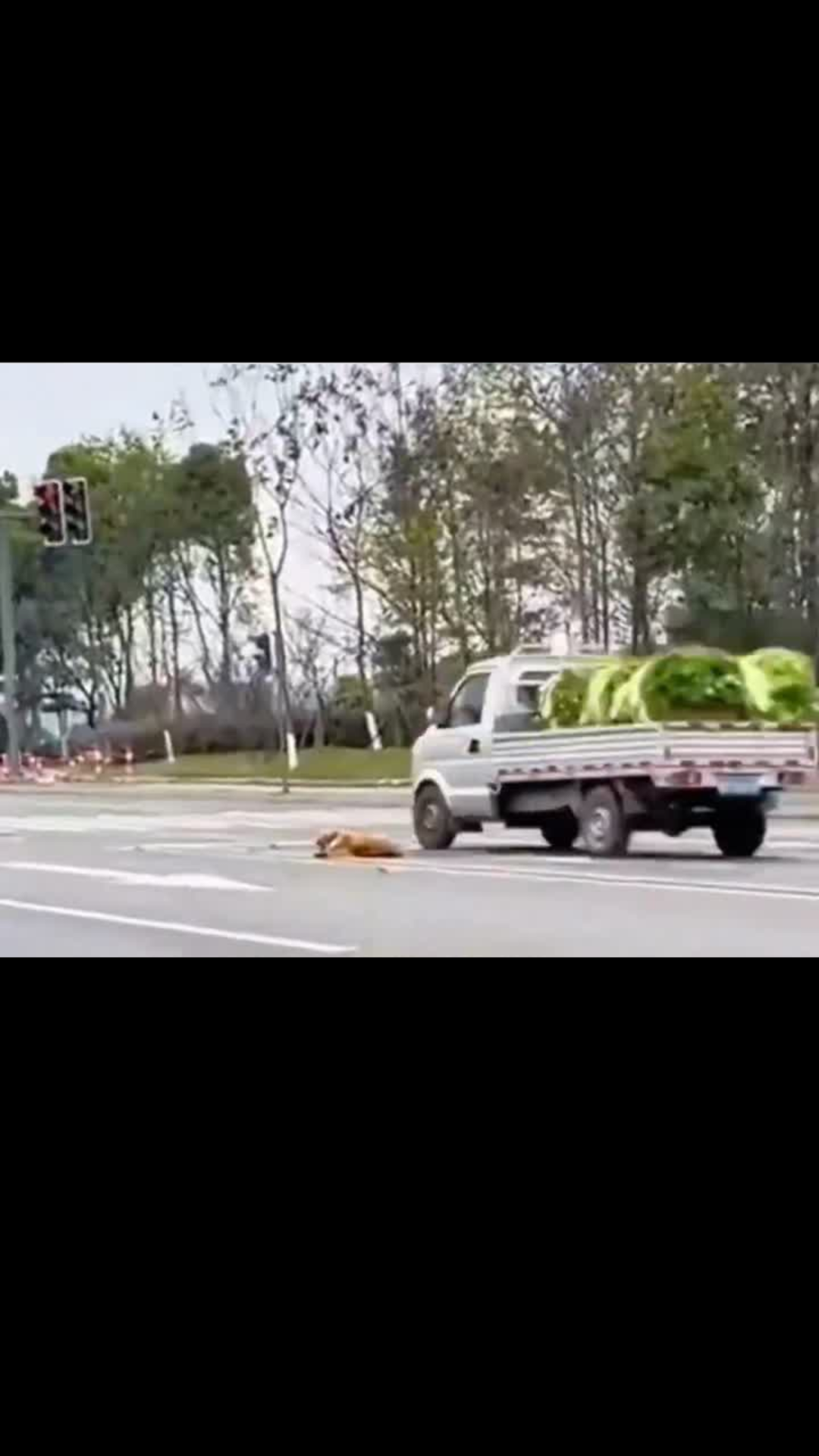 Chained and Left to Die: Injured Dog Cries for Help on Busy Road Until One Stranger Changes Everything