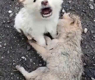 A Heartbreaking Vigil in the Rain: Loyal Dog Refuses to Leave Fallen Companion, Stirring Deep Emotion Worldwide