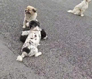 Loyal Until the End: Injured Dog Refuses to Be Left Alone as Best Friend Stands Guard on Busy Road