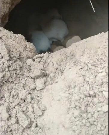 Frozen Outside the Den: Rescuers Discover Orphaned Puppies After Mother Dog Is Killed by a Car