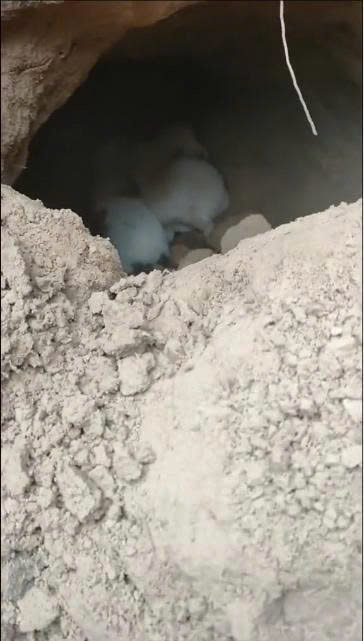 Frozen Outside the Den: Rescuers Discover Orphaned Puppies After Mother Dog Is Killed by a Car