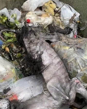 Left to Die in a Trash Can: The Heartbreaking Rescue of an Endangered Stray Fighting for Life