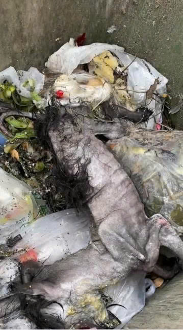 Left to Die in a Trash Can: The Heartbreaking Rescue of an Endangered Stray Fighting for Life