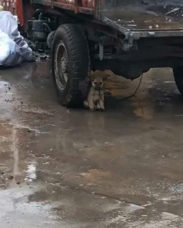 He Only Knew to Hide From the Rain: The Heartbreaking Story of a Little Dog Who Lost Faith in Humans