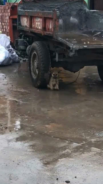He Only Knew to Hide From the Rain: The Heartbreaking Story of a Little Dog Who Lost Faith in Humans