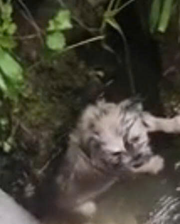 A Tiny Puppy Was Swept Away by the Current — But One Stranger Refused to Let Him Disappear