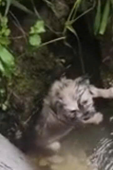 A Tiny Puppy Was Swept Away by the Current — But One Stranger Refused to Let Him Disappear