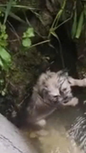 A Tiny Puppy Was Swept Away by the Current — But One Stranger Refused to Let Him Disappear