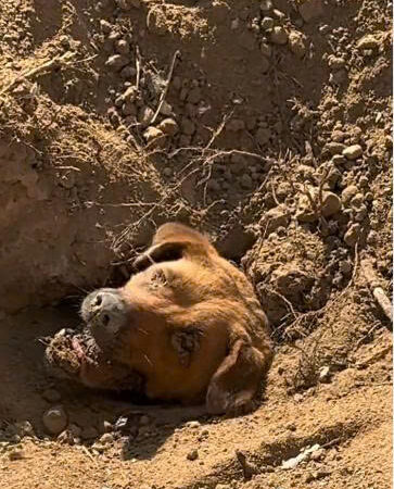 Buried Alive on the Golf Course? One Man’s Shocking Discovery Led to the Rescue of Nine Dogs