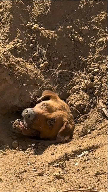 Buried Alive on the Golf Course? One Man’s Shocking Discovery Led to the Rescue of Nine Dogs