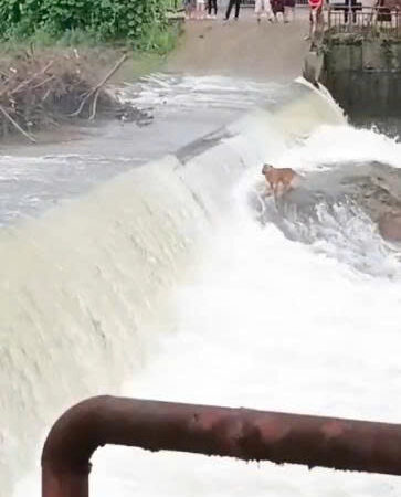 Two Brave Men Carry Ladders Into Dangerous River Dam to Save Trapped Dog