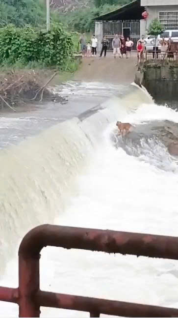 Two Brave Men Carry Ladders Into Dangerous River Dam to Save Trapped Dog