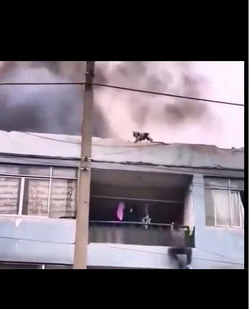 Bare Hands, Brave Heart: Man Risks His Life Climbing Burning House to Save Trapped Puppy