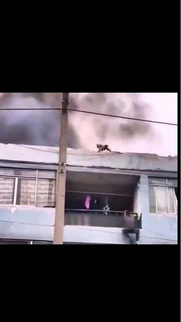 Bare Hands, Brave Heart: Man Risks His Life Climbing Burning House to Save Trapped Puppy