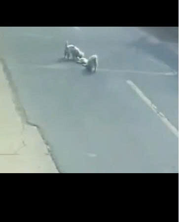 When Two Stray Dogs Refused to Leave Their Injured Friend Behind, the Street Witnessed a Moment No One Could Forget
