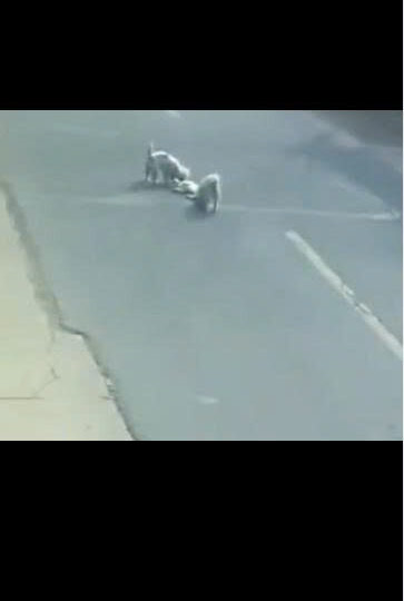 When Two Stray Dogs Refused to Leave Their Injured Friend Behind, the Street Witnessed a Moment No One Could Forget