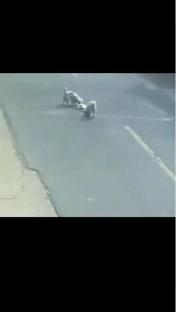 When Two Stray Dogs Refused to Leave Their Injured Friend Behind, the Street Witnessed a Moment No One Could Forget