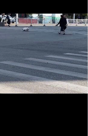 Woman Risks Her Safety to Save Two Stray Dogs Struggling Across a Crowded Road