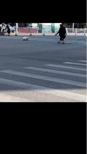Woman Risks Her Safety to Save Two Stray Dogs Struggling Across a Crowded Road