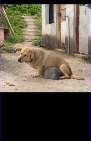For 12 Years, Fatty Guarded the Fish Pond Without Complaint — Now the Lonely Dog Finally Has a Chance to Smile