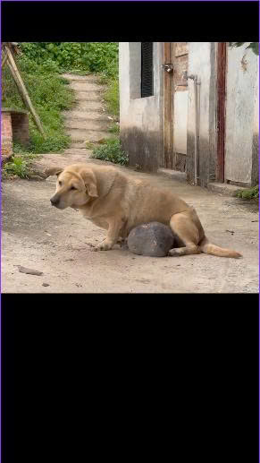 For 12 Years, Fatty Guarded the Fish Pond Without Complaint — Now the Lonely Dog Finally Has a Chance to Smile
