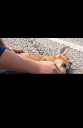 Blood on the Highway: Tiny Puppy Fights for Life After Brutal Accident Leaves Drivers Shocked