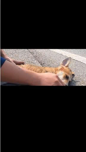 Blood on the Highway: Tiny Puppy Fights for Life After Brutal Accident Leaves Drivers Shocked