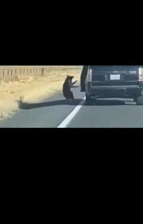 He Opened the Car Door and Drove Away — Leaving His Loyal Dog Crying on the Side of the Road