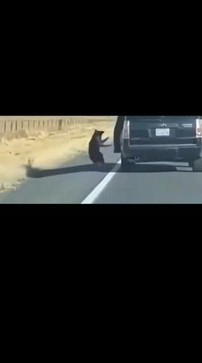 He Opened the Car Door and Drove Away — Leaving His Loyal Dog Crying on the Side of the Road