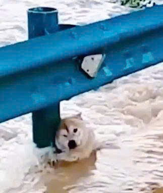Trapped by Rising Floodwaters: Brave Dog Clings to Railing Until a Stranger Risks Everything to Save Him