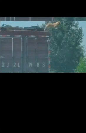 Dog Leaps From Speeding Truck in Shocking Highway Moment Caught on Dashcam