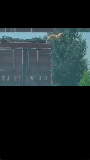 Dog Leaps From Speeding Truck in Shocking Highway Moment Caught on Dashcam