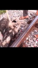 She Gave Birth Beside the Railroad Tracks, Then Took Her Final Breath — Two Strangers Changed the Fate of Her Puppies Forever