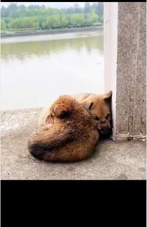 Bound and Thrown Into the River: The Miraculous Rescue That Saved Two Helpless Puppies