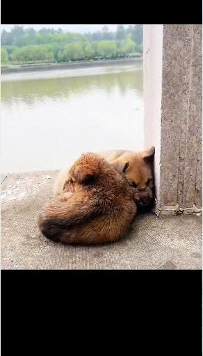 Bound and Thrown Into the River: The Miraculous Rescue That Saved Two Helpless Puppies