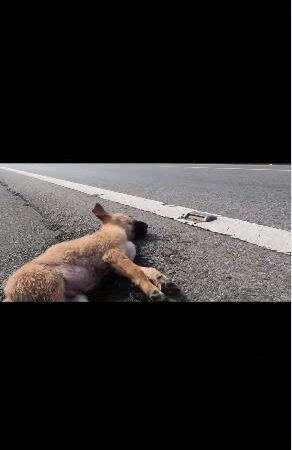 Left to Die Beside a Busy Highway: The Incredible Rescue That Gave One Tiny Dog a Second Chance