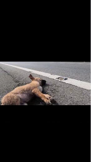 Left to Die Beside a Busy Highway: The Incredible Rescue That Gave One Tiny Dog a Second Chance