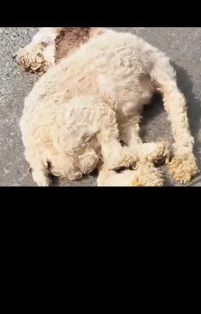Left to Die on the Roadside: The Emotional Rescue of a Starving Dog Fighting for Survival