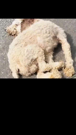 Left to Die on the Roadside: The Emotional Rescue of a Starving Dog Fighting for Survival
