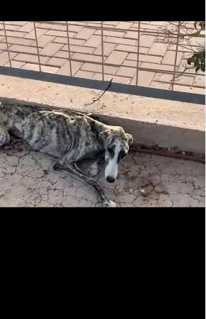 She Followed the Sound of Crying — What She Found on the Sidewalk Broke Her Heart