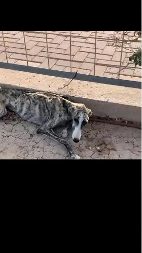 She Followed the Sound of Crying — What She Found on the Sidewalk Broke Her Heart