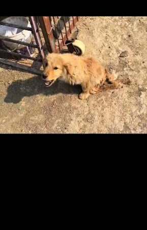 He Could Barely Move, Yet He Still Wagged His Tail: The Rescue of a Forgotten Dog