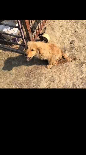 He Could Barely Move, Yet He Still Wagged His Tail: The Rescue of a Forgotten Dog