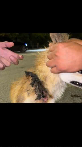 Chained by Pain, Saved by Kindness: The Stray Dog Who Finally Found a Home After Years of Suffering
